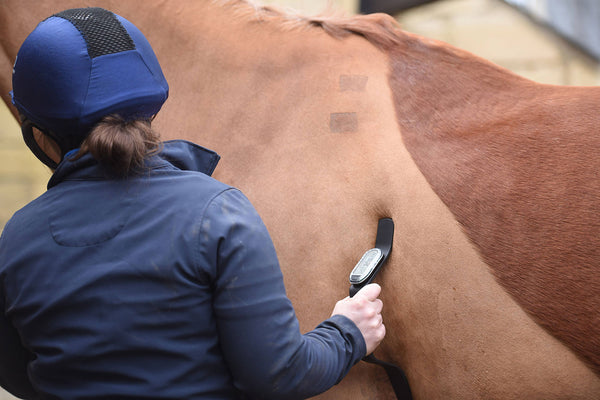 HORSEPAL HEART RATE MONITOR TRAINING KIT