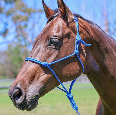 ROPE HALTER