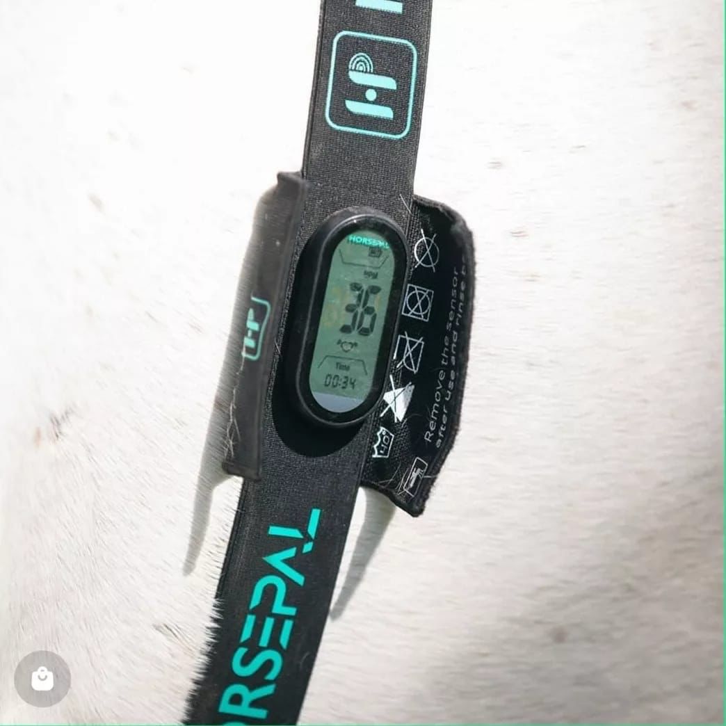 HORSEPAL HEART RATE MONITOR – HorseandRiderSA